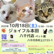 花ねこ譲渡会