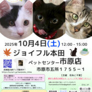 花ねこ譲渡会