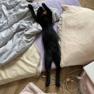 甘えん坊の黒猫くん✨