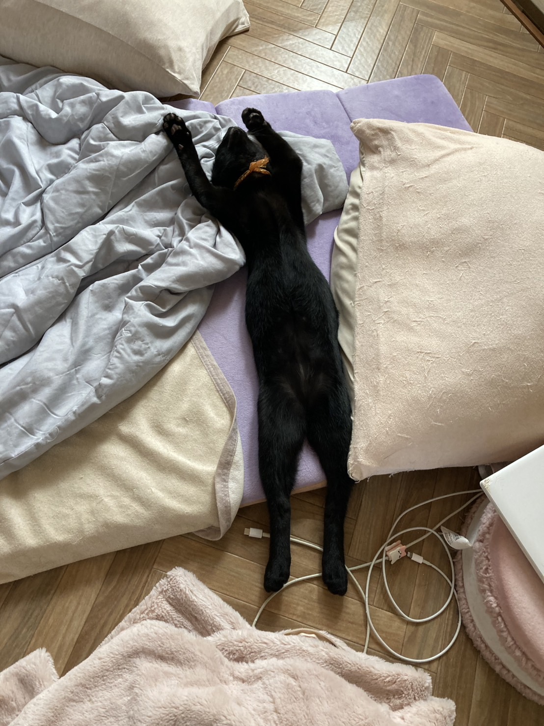 甘えん坊の黒猫くん✨