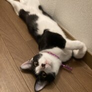 美少年✨ハチワレくん