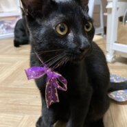 見た目とは真逆の超甘えん坊黒猫くん✨
