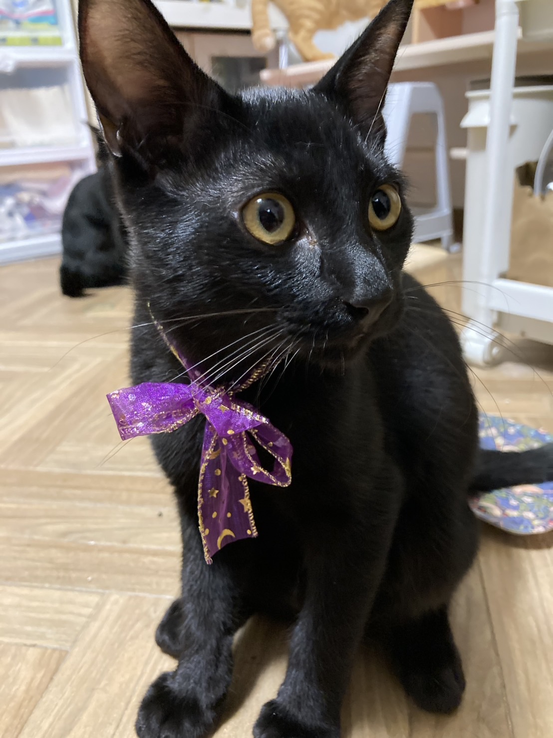 見た目とは真逆の超甘えん坊黒猫くん✨
