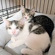 生後約3ヶ月兄妹の家族募集中！