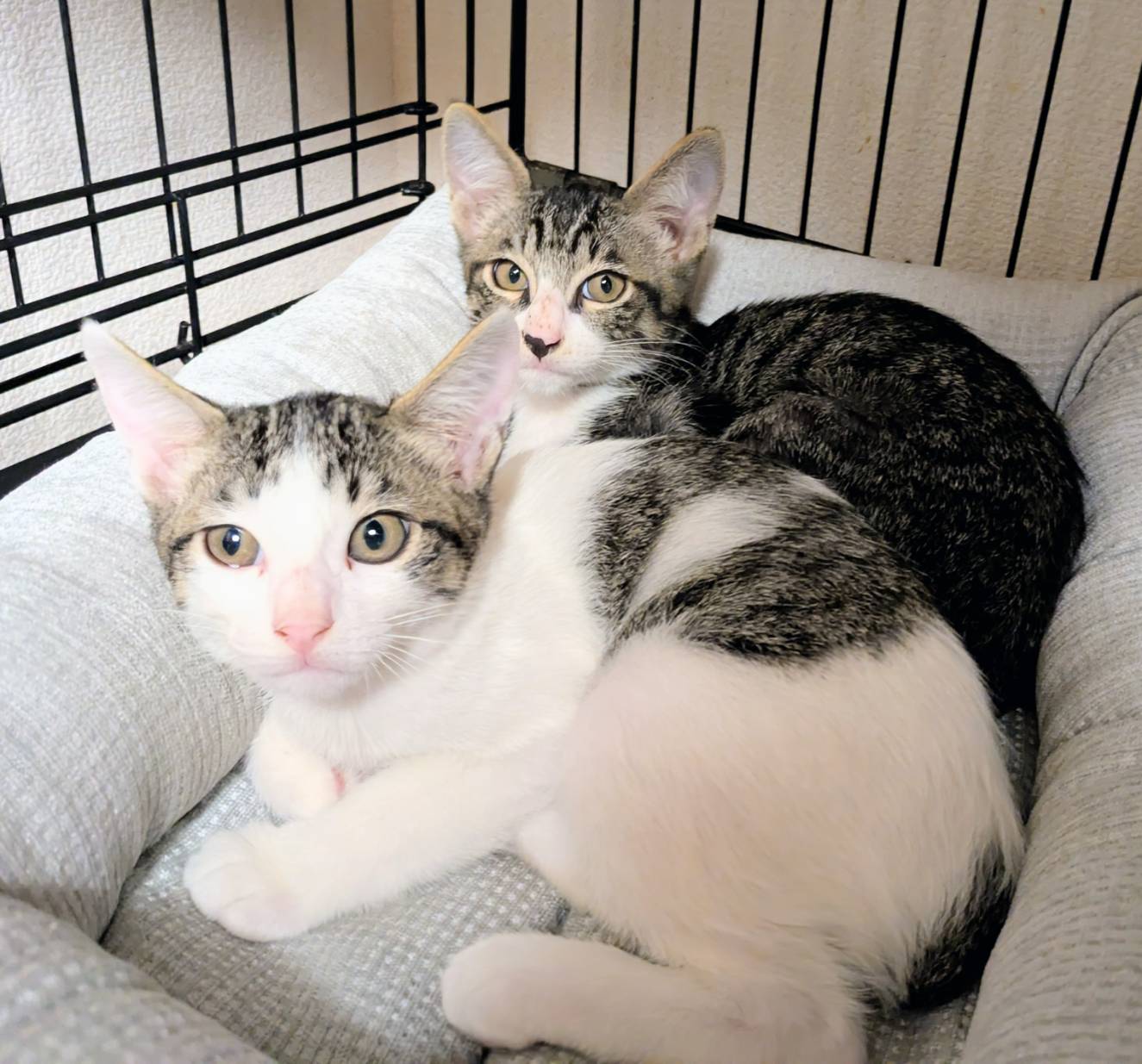 生後約3ヶ月兄妹の家族募集中！