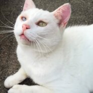 甘えん坊で愛が重いオッドアイ白猫♂推定3才