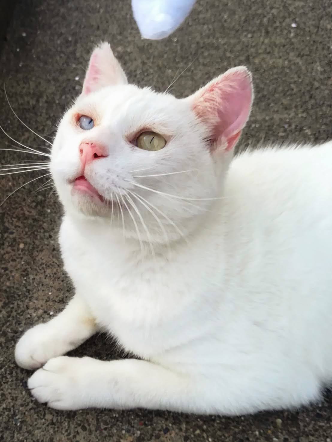 甘えん坊で愛が重いオッドアイ白猫♂推定3才