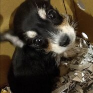 シュナチワワ