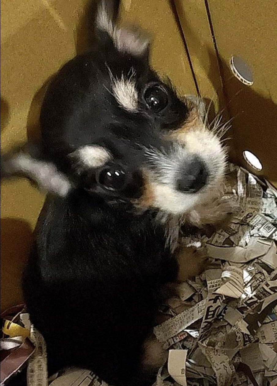 シュナチワワ