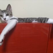⭐️10月5日参加猫⭐️大阪府堺市⭐️カナル⭐️5ヶ月の女の子