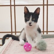 ⭐️10月5日参加猫⭐️大阪府堺市⭐️あんず⭐️3ヶ月の女の子