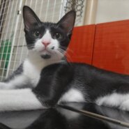 ⭐️10月5日参加猫⭐️ナムル⭐️黒ハチワレ⭐️5ヶ月の女の子