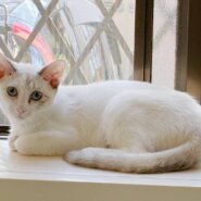 ⭐️10月5日参加猫⭐️ウニちゃん⭐️5ヶ月の女の子