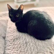 ⭐️10月5日参加猫⭐️大阪府堺市⭐️ポル⭐️４ヶ月の女の子