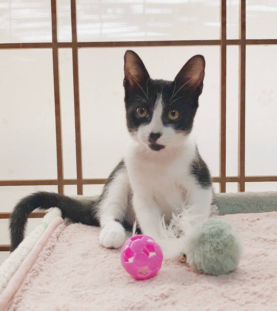 ⭐️10月5日参加猫⭐️大阪府堺市⭐️あんず⭐️3ヶ月の女の子