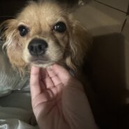 キャバチワワ