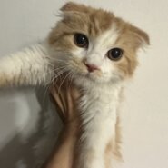 スコティッシュ　耳垂れ　子猫