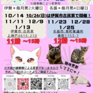 猫の古民家里親会in伊賀❣️