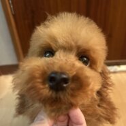 トイプードル　子犬