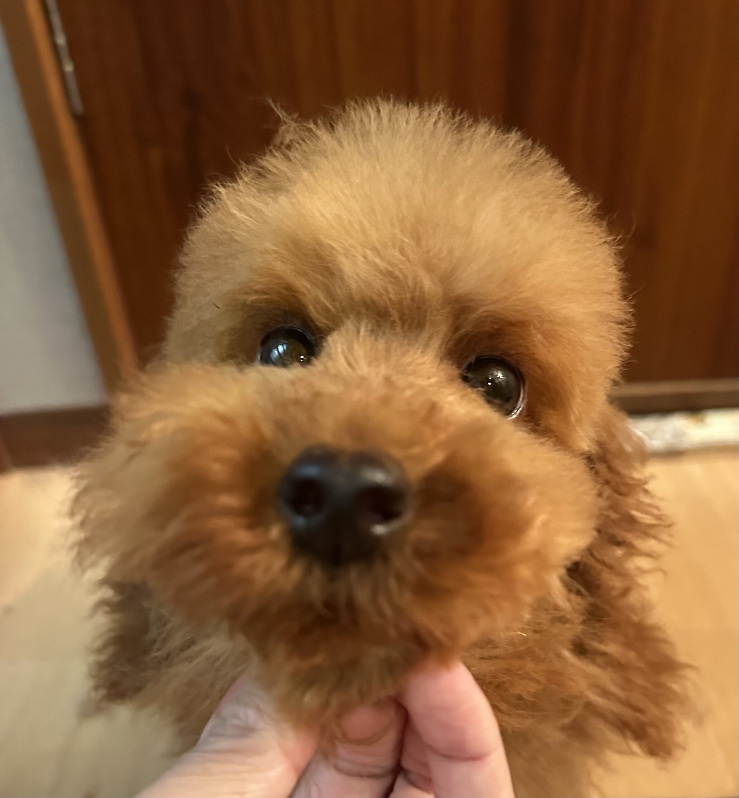 トイプードル　子犬
