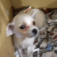 シュナチワワ