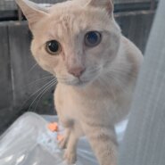 推定1〜3歳、野良猫さんの里親募集いたします。