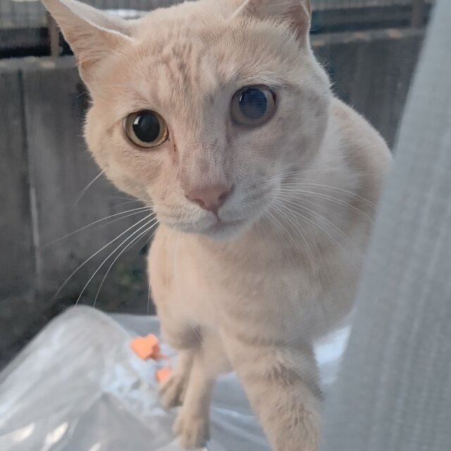 保護猫さんの預かりを募集いたします。（野良猫ちゃん）