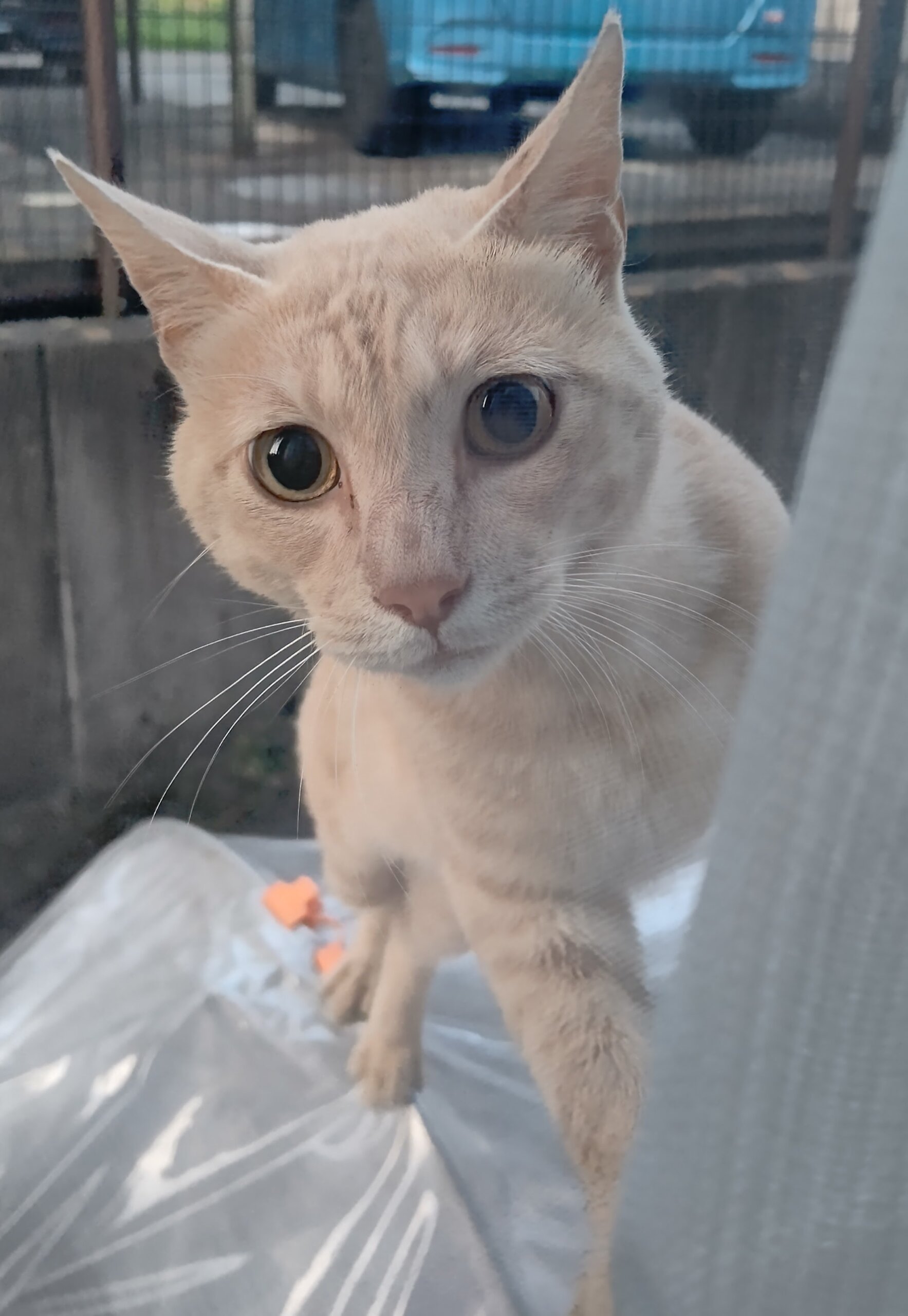 推定1〜3歳、野良猫さんの里親募集いたします。