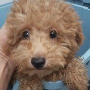 トイプードル　子犬