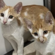 生後三ヶ月くらいの茶白の子猫（男の子）