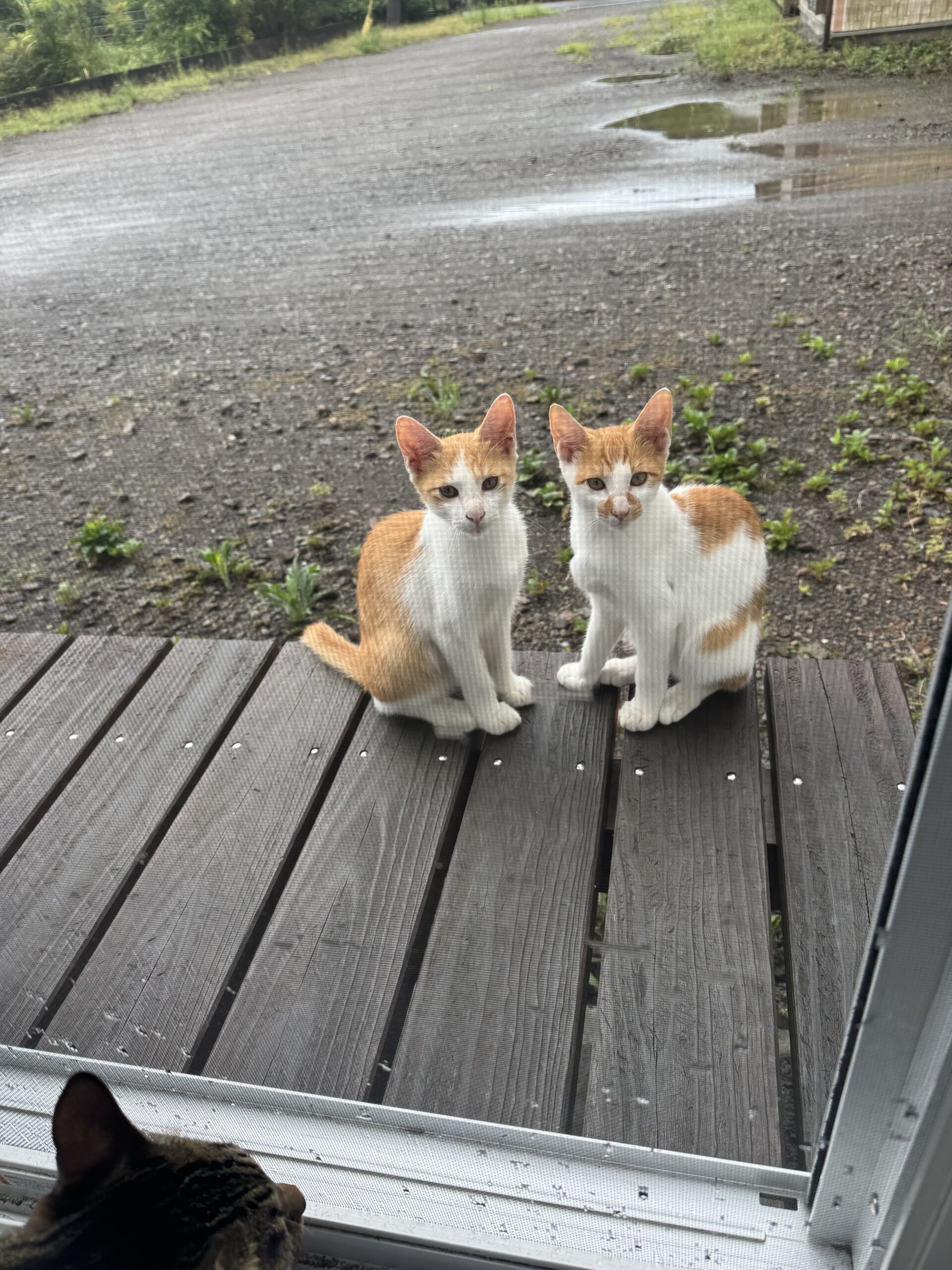 お顔の可愛い生後三ヶ月くらいの茶白の子猫（男の子）