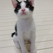 6月19日生まれの兄妹猫（生後2か月半の男の子）