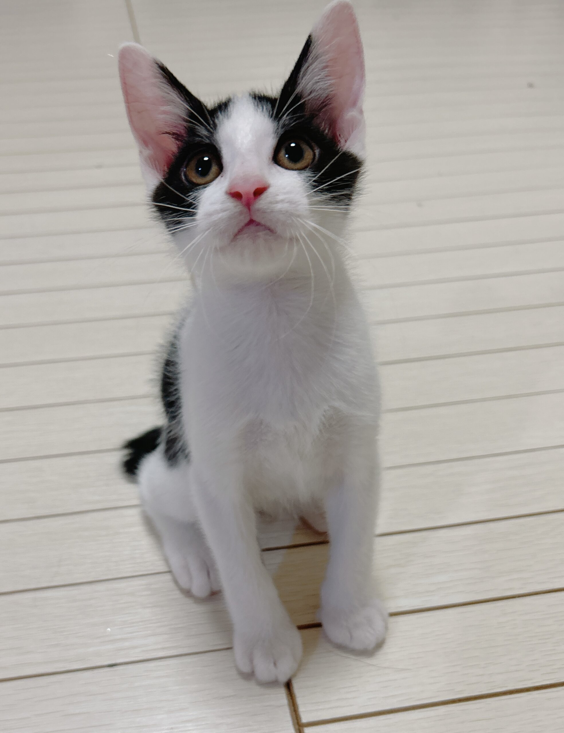 6月19日生まれの兄妹猫（生後2か月半の男の子）
