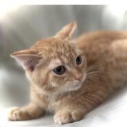 スコティッシュ生後3ヵ月の男の子