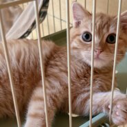 見た目も性格も可愛いスコティッシュちゃん