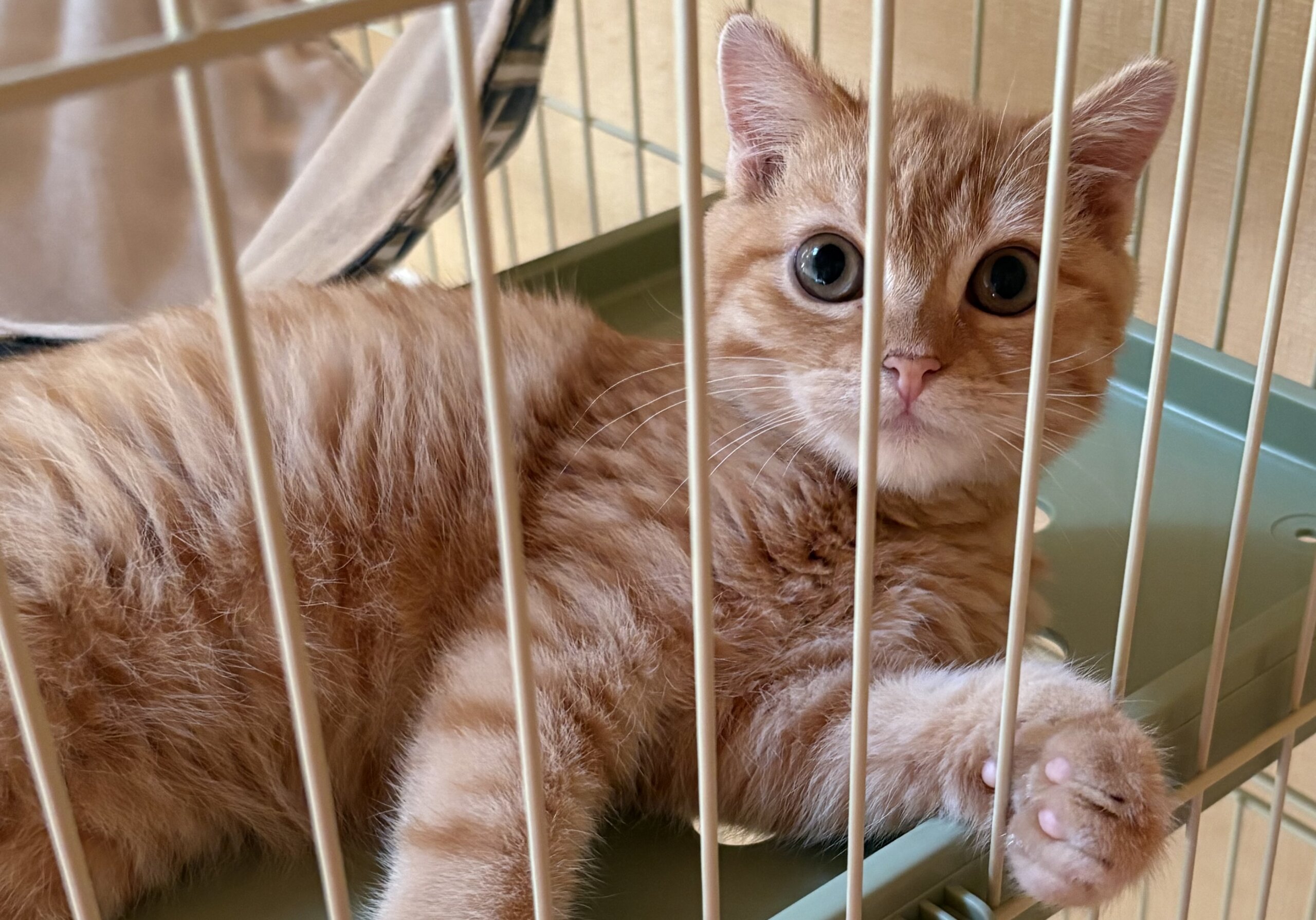見た目も性格も可愛いスコティッシュちゃん