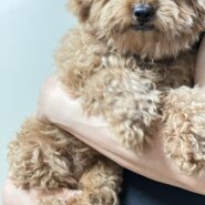 生後7ヶ月のトイプードル