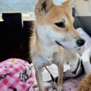 7ヶ月の柴犬
