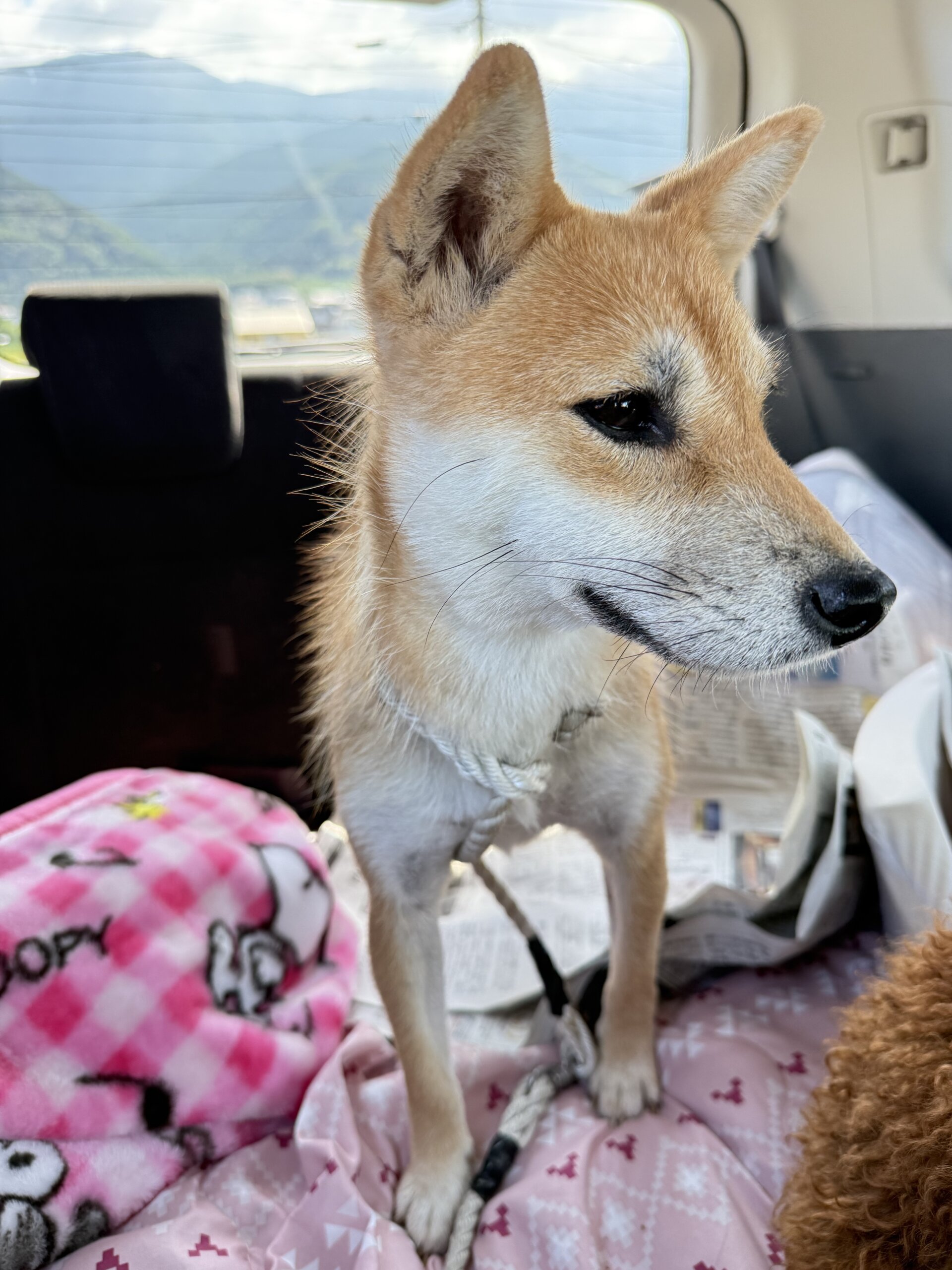 7ヶ月の柴犬