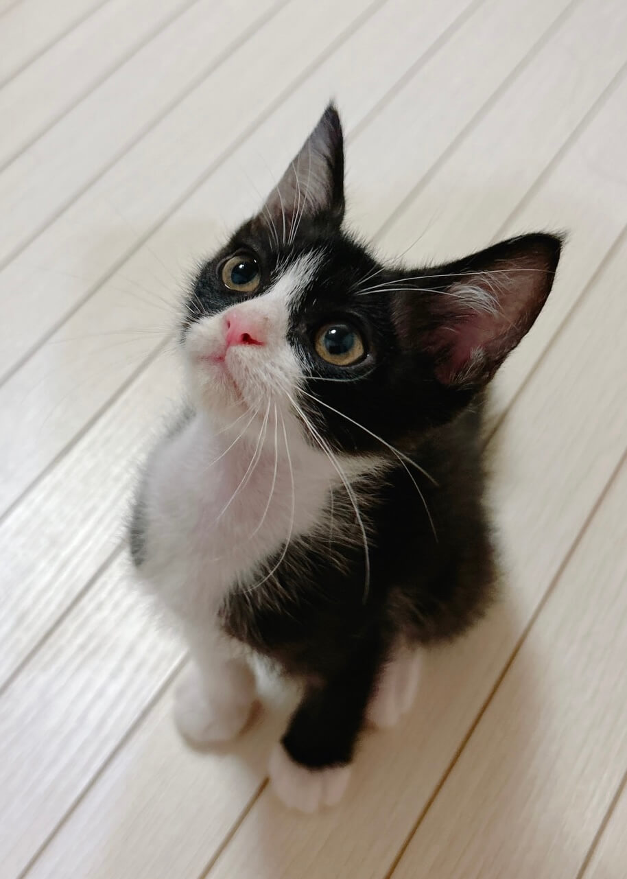 6月19日生まれの兄妹猫（生後2か月半の女の子）