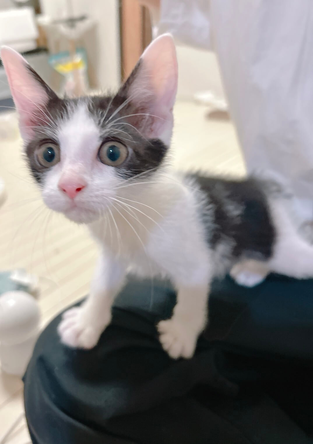 6月19日生まれの兄妹猫（生後2か月半の男の子）