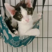 6月19日生まれの兄妹猫（生後2か月半の男の子）