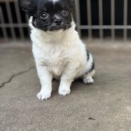 とってもかわいいチワワの兄妹