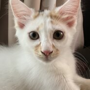 ふわふわ長毛の女の子！三毛で生後3ヶ月前後！ワクチン接種、避妊手術済み