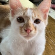 ふわふわ王子！お目目まん丸なイケメンです！ワクチン接種、去勢手術済み