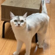 【急募】長期 預かり希望/札幌