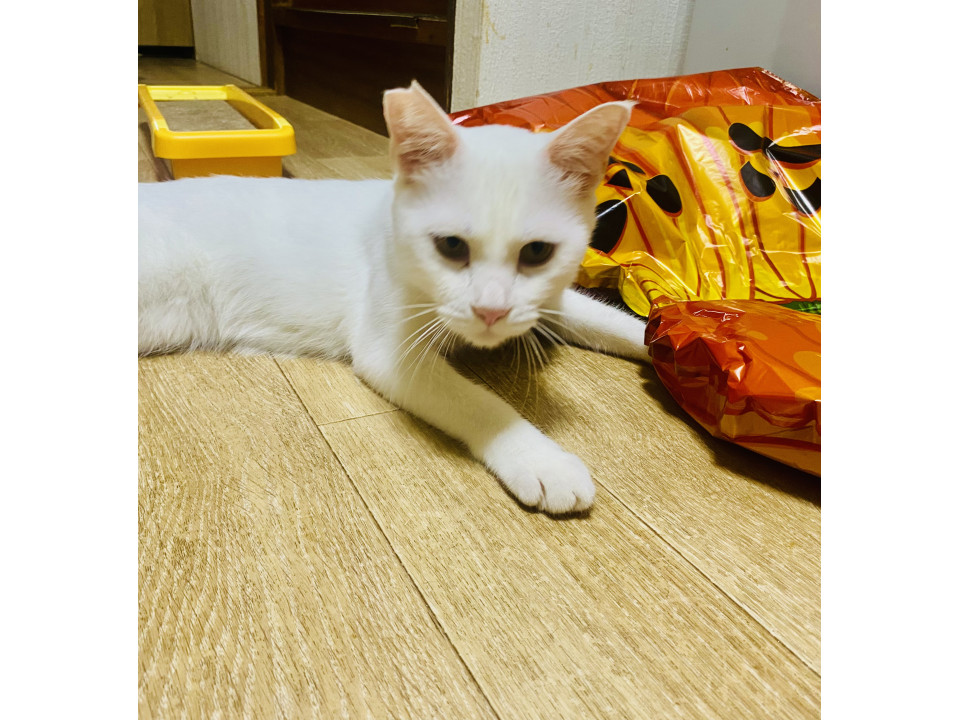 元気な白猫くん