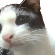 6ヶ月くらいの子猫