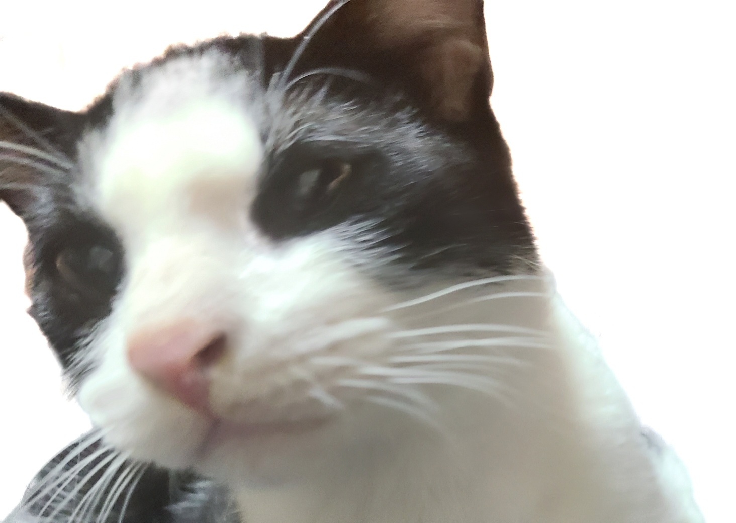 6ヶ月くらいの子猫