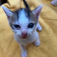 生後１カ月くらいの子猫